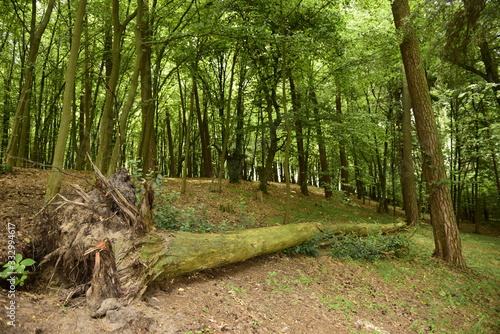 Fototapeta Naklejka Na Ścianę i Meble -  las