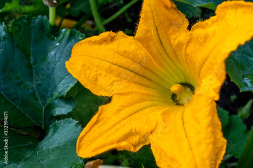 big yellow pumpkin flower on green background