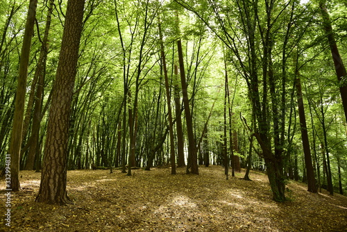 Fototapeta Naklejka Na Ścianę i Meble -  las