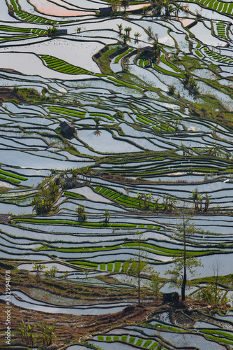 Wallpaper Mural View on rice terraces Torontodigital.ca
