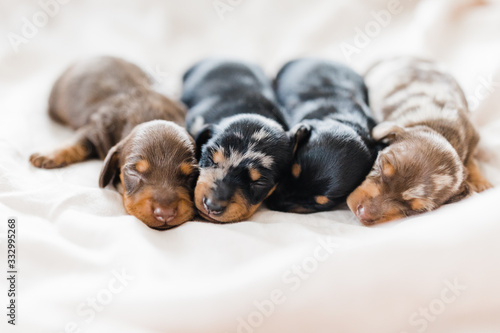 dachshund litter