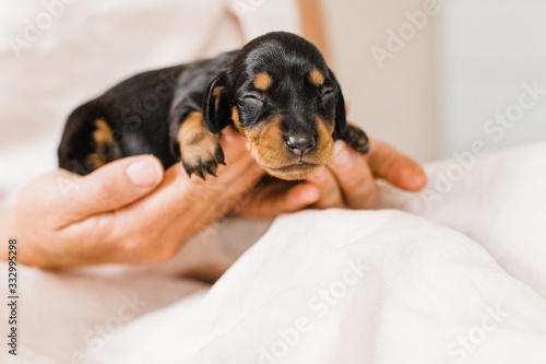 black and tan 1 week old dachshund puppy photo