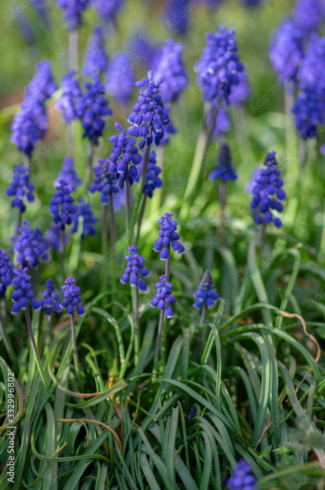 Naklejka premium Muscari armeniacum flowering plant, blue spring bulbous grape hyacinth flowers in bloom in the garden