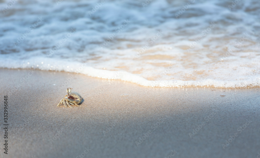 Ghost crab,Ocypode or Ocypodidae on the beach. Ghost crab,Ocypode or Ocypodidae on the beach.