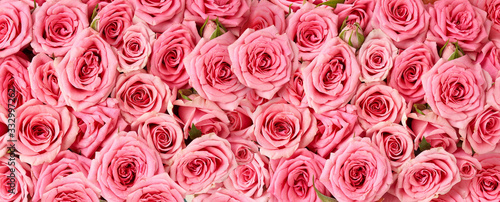 Background image of pink roses. Top view of rose flowers. Studio shot of flowers.