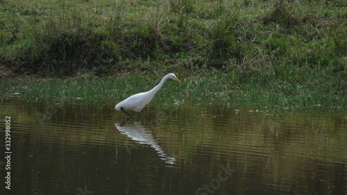 Median Egret at a Pond in Forest