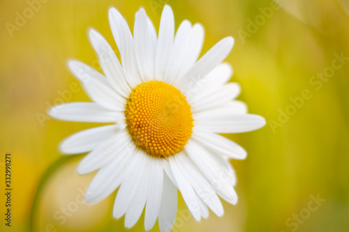 Wild Dasy Close-up. Touch of spring.