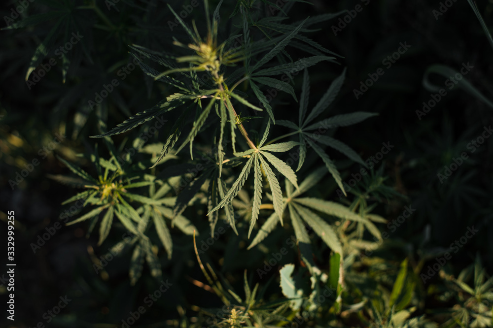 Marijuana Leaf Marijuana Leaf