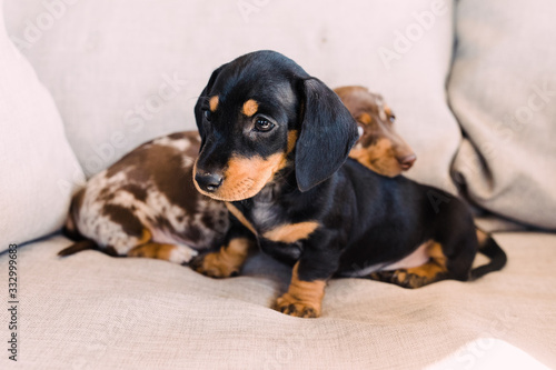 black and tan dachshund puppy in front of a dappled puppy