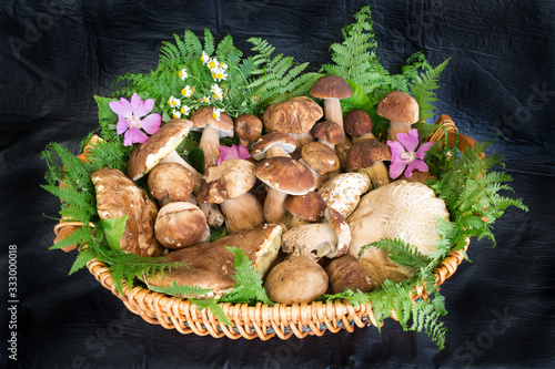 basket of excellent freshly picked porcini mushrooms