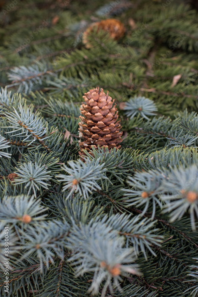 close-up of a branch of coniferous shrub.mountain pine, proper mowing (Pinus mugo Turra) a species of coniferous tree (or shrub) belonging to the pine family (Pinaceae). Occurs in the mountain ranges close-up of a branch of coniferous shrub.mountain pine, proper mowing (Pinus mugo Turra) a species of coniferous tree (or shrub) belonging to the pine family (Pinaceae). Occurs in the mountain ranges