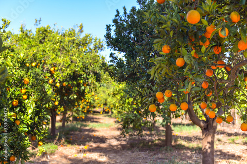 orange tree with fruits, beautigul drove of orange. Ripe organic oranges hanging from an orange tree.