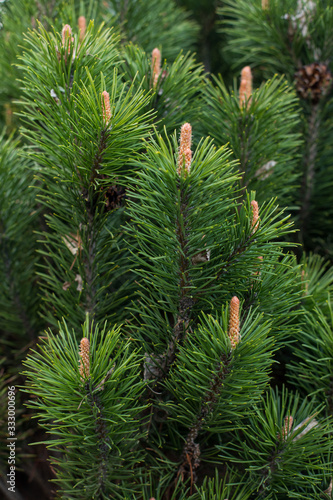 coniferous shrub.mountain pine, proper mowing (Pinus mugo Turra) a species of coniferous tree (or shrub) belonging to the pine family (Pinaceae).