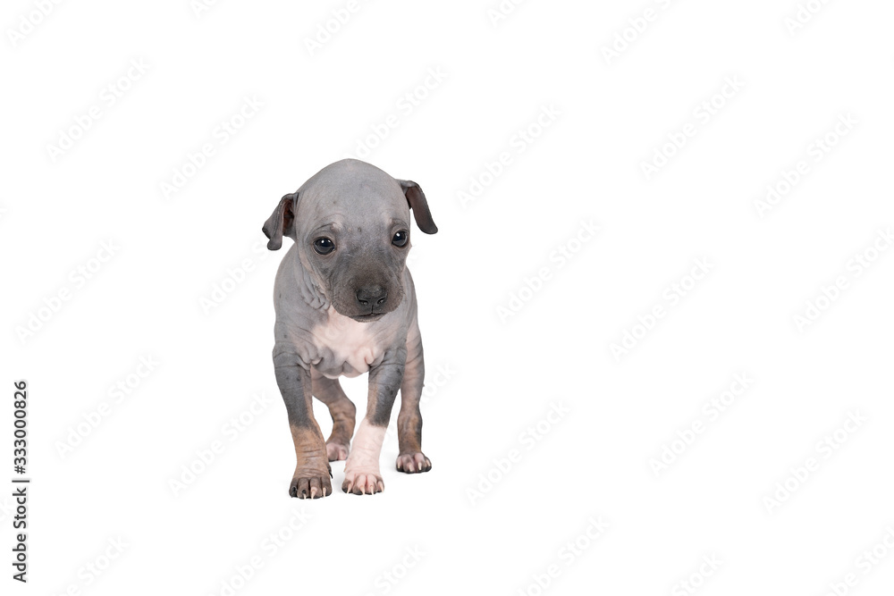 Fototapeta premium American Hairless Terrier puppy isolated against white background