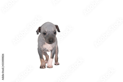 American Hairless Terrier puppy isolated against white background
