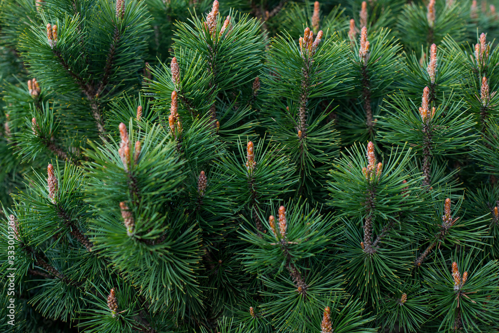 a branch of coniferous shrub.mountain pine, proper mowing (Pinus mugo Turra) a species of coniferous tree (or shrub) belonging to the pine family (Pinaceae). a branch of coniferous shrub.mountain pine, proper mowing (Pinus mugo Turra) a species of coniferous tree (or shrub) belonging to the pine family (Pinaceae).