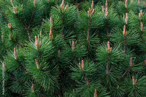 a branch of coniferous shrub.mountain pine  proper mowing  Pinus mugo Turra  a species of coniferous tree  or shrub  belonging to the pine family  Pinaceae .