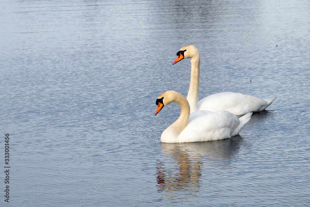 2 swans on a lake