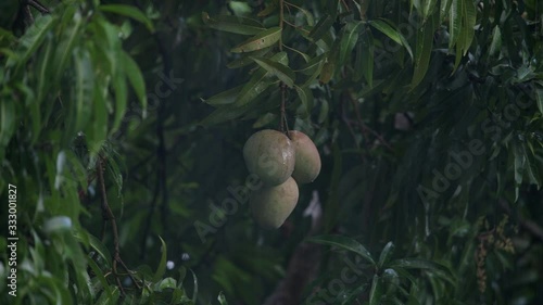 Mango fruits on the tree during tropical rain. Mahe Island, Seychelles.