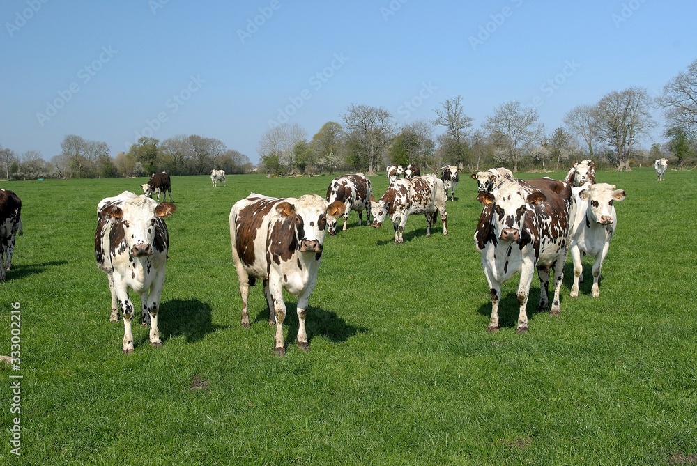 Troupeau de vaches normandes au pré