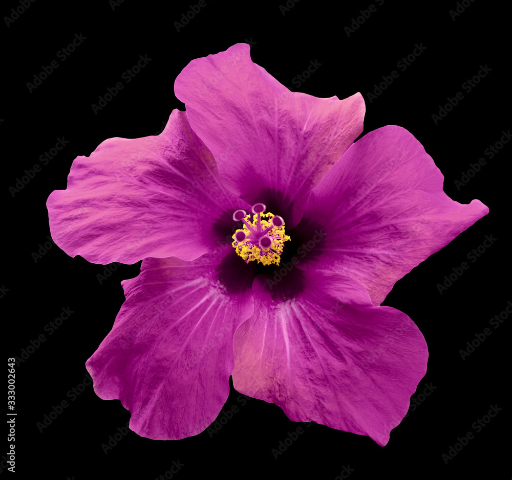 Naklejka premium Surreal purple Chinese rose isolated on black. High detailed macro photo