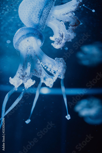 Jellyfish photo