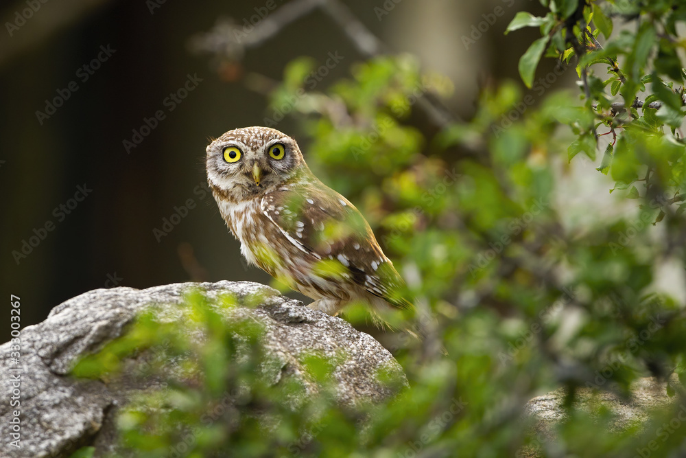 Interested little owl, athene noctua, peeking from behind a green branch with leaves sitting on stone. Alert bird of prey hiding in summer nature forest. Animal wildlife in nature. Interested little owl, athene noctua, peeking from behind a green branch with leaves sitting on stone. Alert bird of prey hiding in summer nature forest. Animal wildlife in nature.