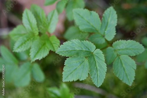 Giersch, junge Blätter