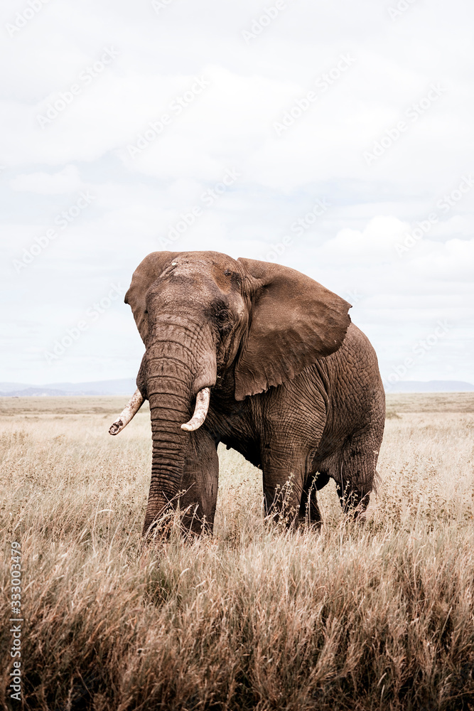 Juvenile African elephant walks among the green grass. Juvenile African elephant walks among the green grass.