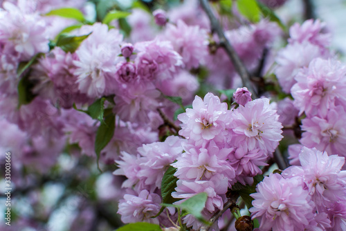 The flowering of pink sakura. Background © Lesia