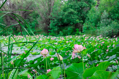 pink flowers on the water turned into thickets of other lotuses