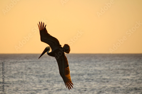 Pelican coucher de soleil © erikaltner