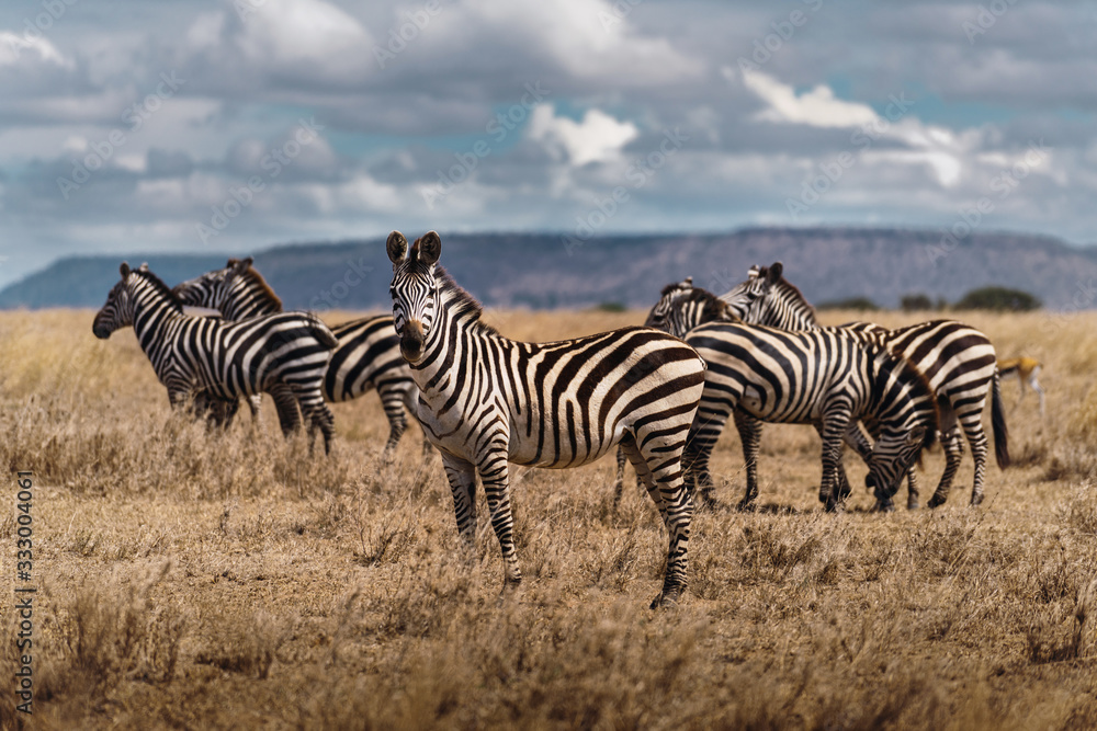 Group of zebras grazing in the tanzanian savannah.