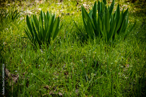 green grass and yellow flowers