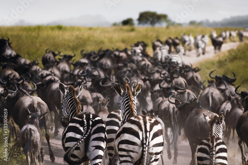 Zebras and wildebeests during the big migration in Serengeti Nat photo