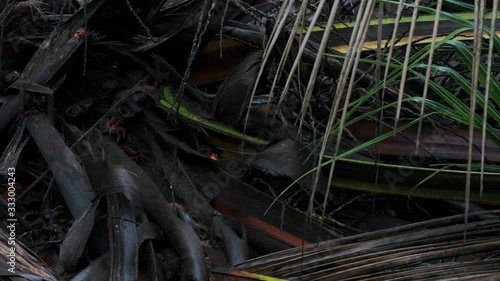 Big Red Ghost Crabs hiding in palm tree branches. Mahe Island Seychelles.