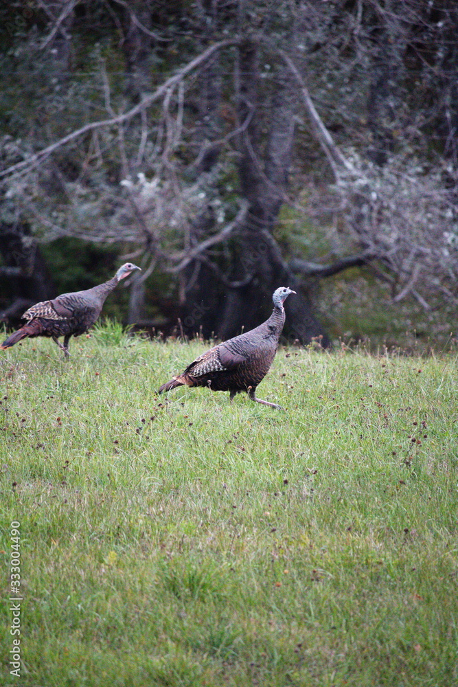 Fototapeta premium Wild turkeys on the countryside in Ontario, Canada.