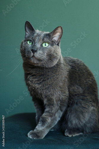 A beautiful gray cat breeds Russian blue sits on a pillow