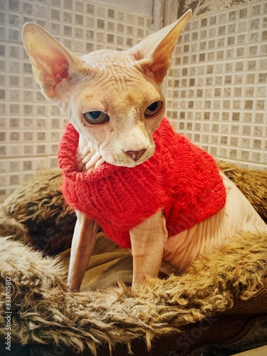 Sphinx cat in a woolly jumper. photo