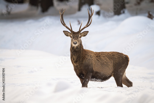 Dominant red deer, cervus elaphus, walking in the snow and having a guard. Solitary stag in the forest. Wild herbivore paying attention and having a guard. Majestic creature in its natural habitat. © WildMedia