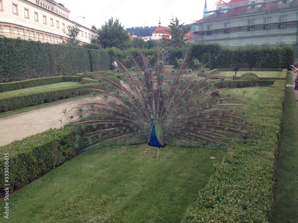 Peacock