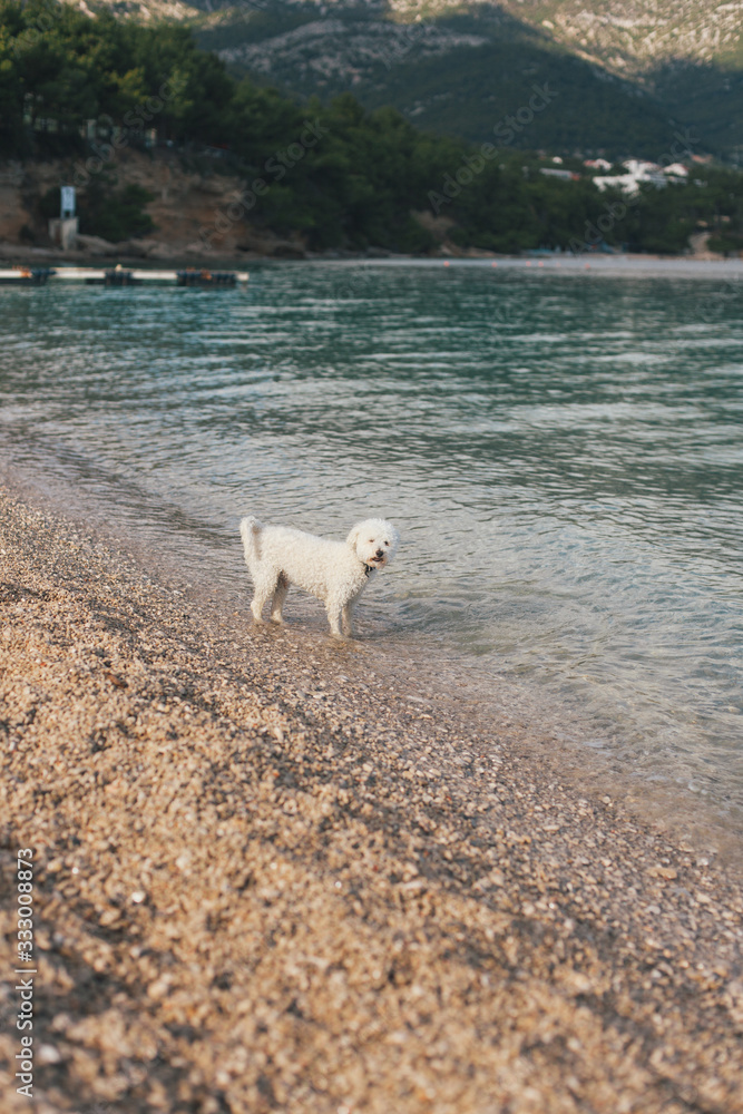 Dog at the beach Dog at the beach