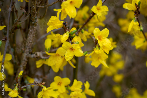 Forsythia flowering plant, also called Easter tree. The bright yellow flowers are produced in the early spring before the leaves
