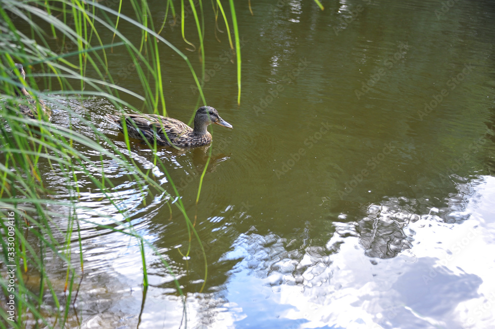 Wild duck swims in the open water. Close-up Wild duck swims in the open water. Close-up