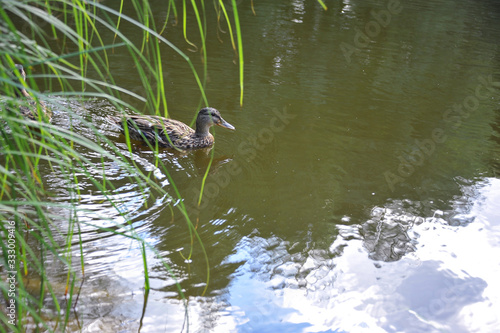 Wild duck swims in the open water. Close-up