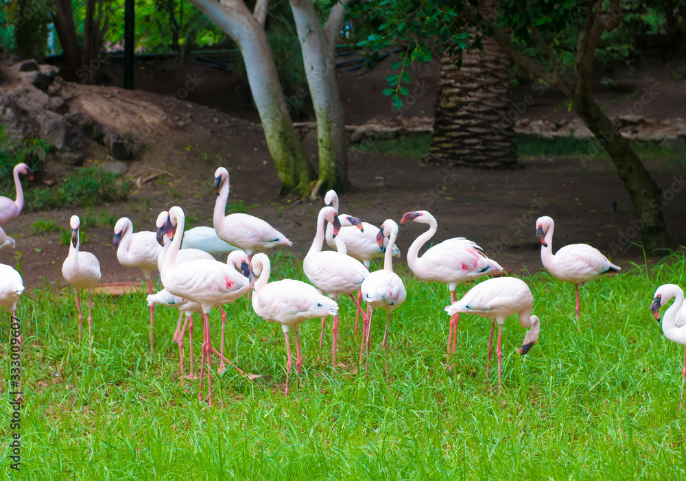 Flamingo group near the water on the grown Flamingo group near the water on the grown