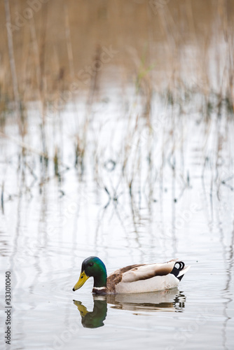 Mallard, duck in the water