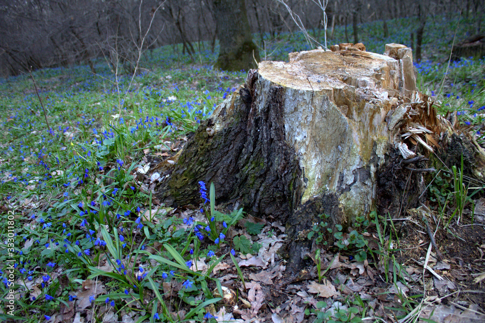 Obraz premium Tree stump and flowers in spring forest