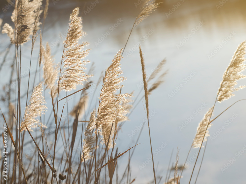 Blooming reed inflorescences on the banks of a river or lake. Soft light.