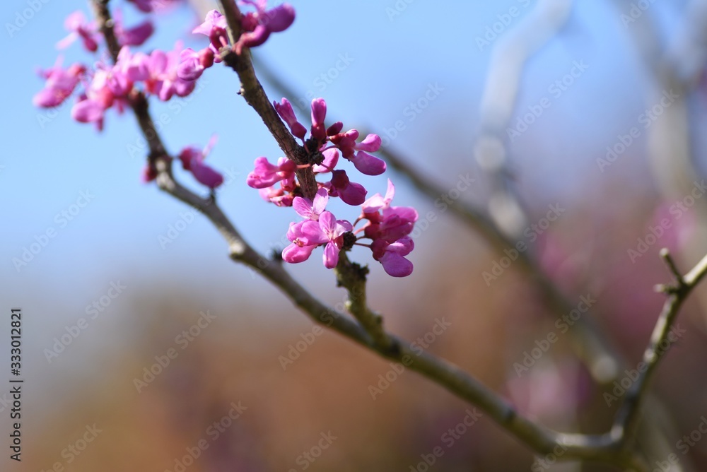 Chinese redbud (Cercis chinensis) / Legume deciduous shrub Chinese redbud (Cercis chinensis) / Legume deciduous shrub